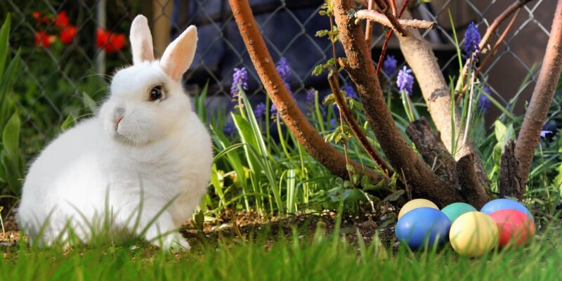 Osterhase, Foto:Gerd Altmann, Pixabay,